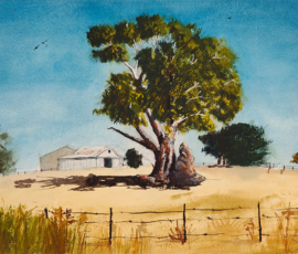 The Big Gum Watercolour painting is showing the golden grass rusted tin shed and a large gumtree under the Hot Australian sun.